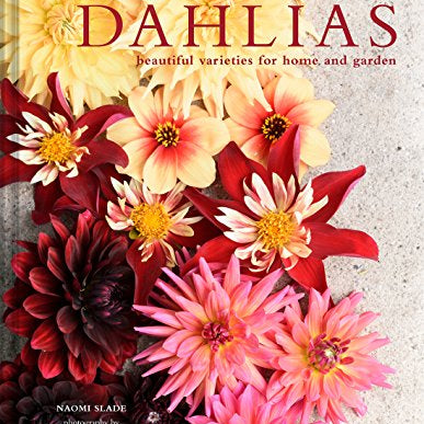 Dahlias