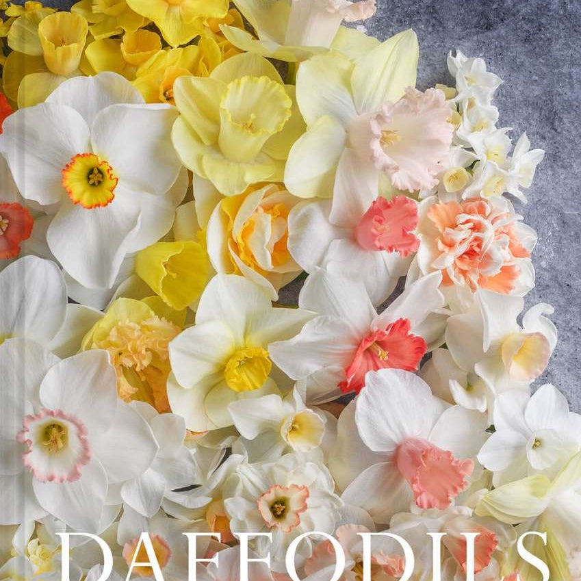 Daffodils