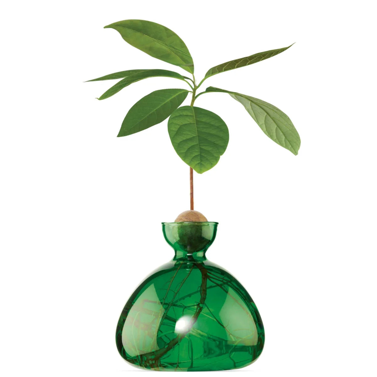 Avocado - Emerald Green