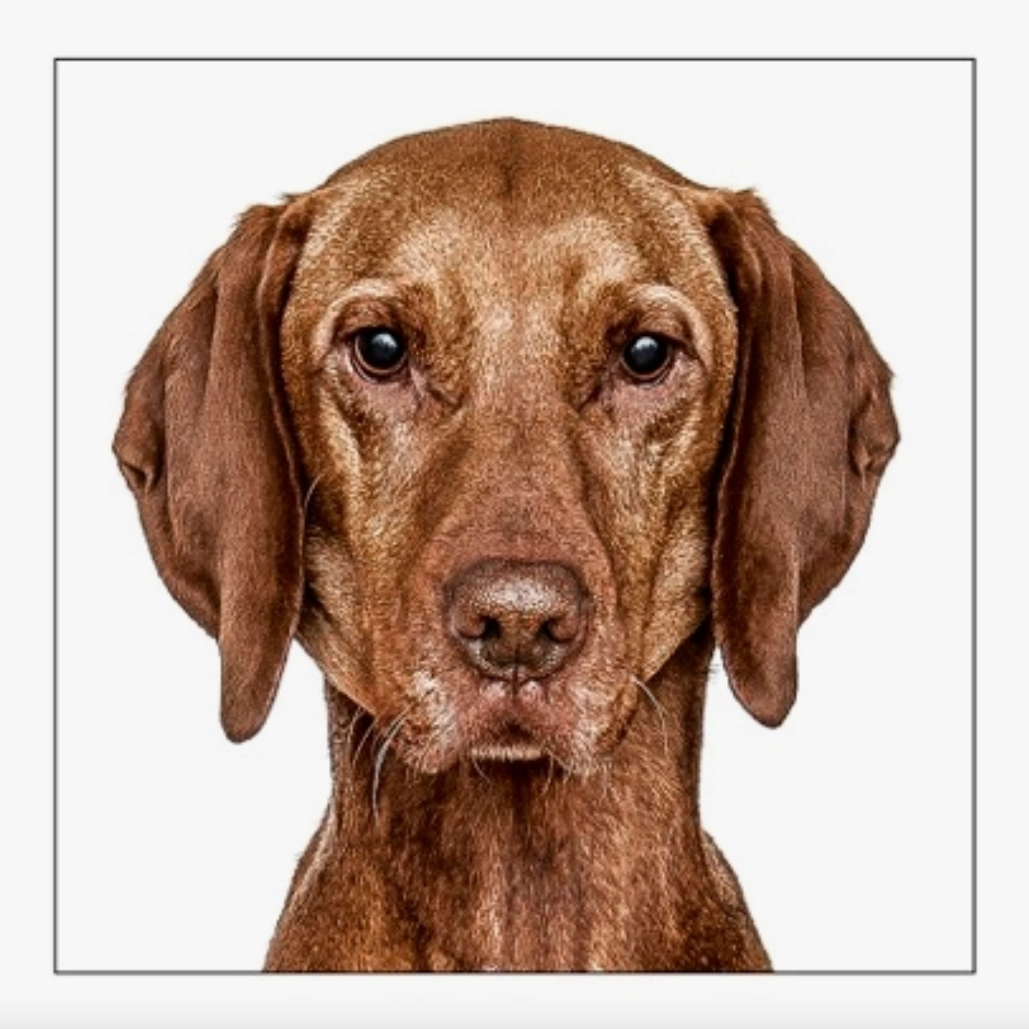 Vizsla Dog Card
