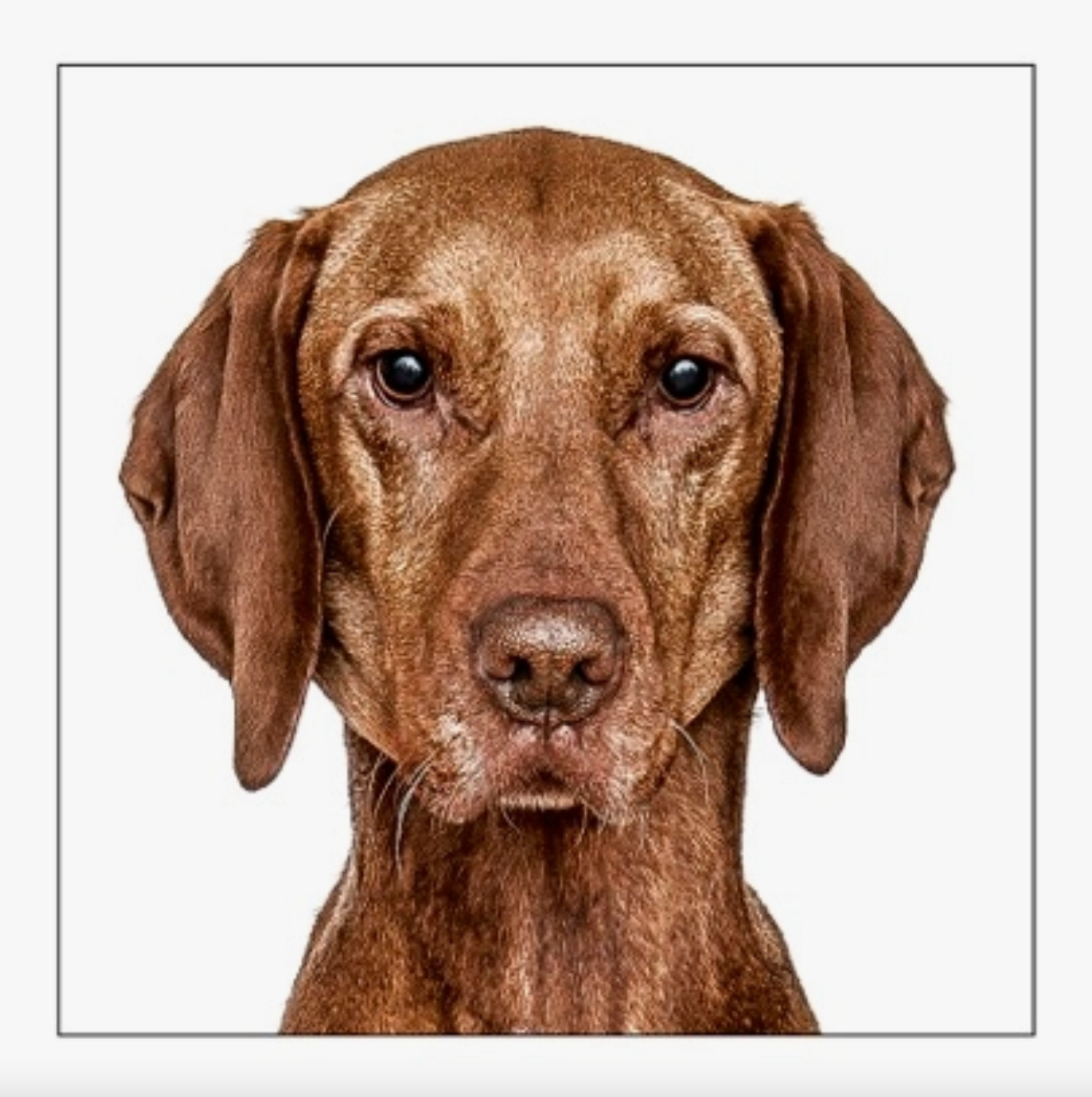 Vizsla Dog Card
