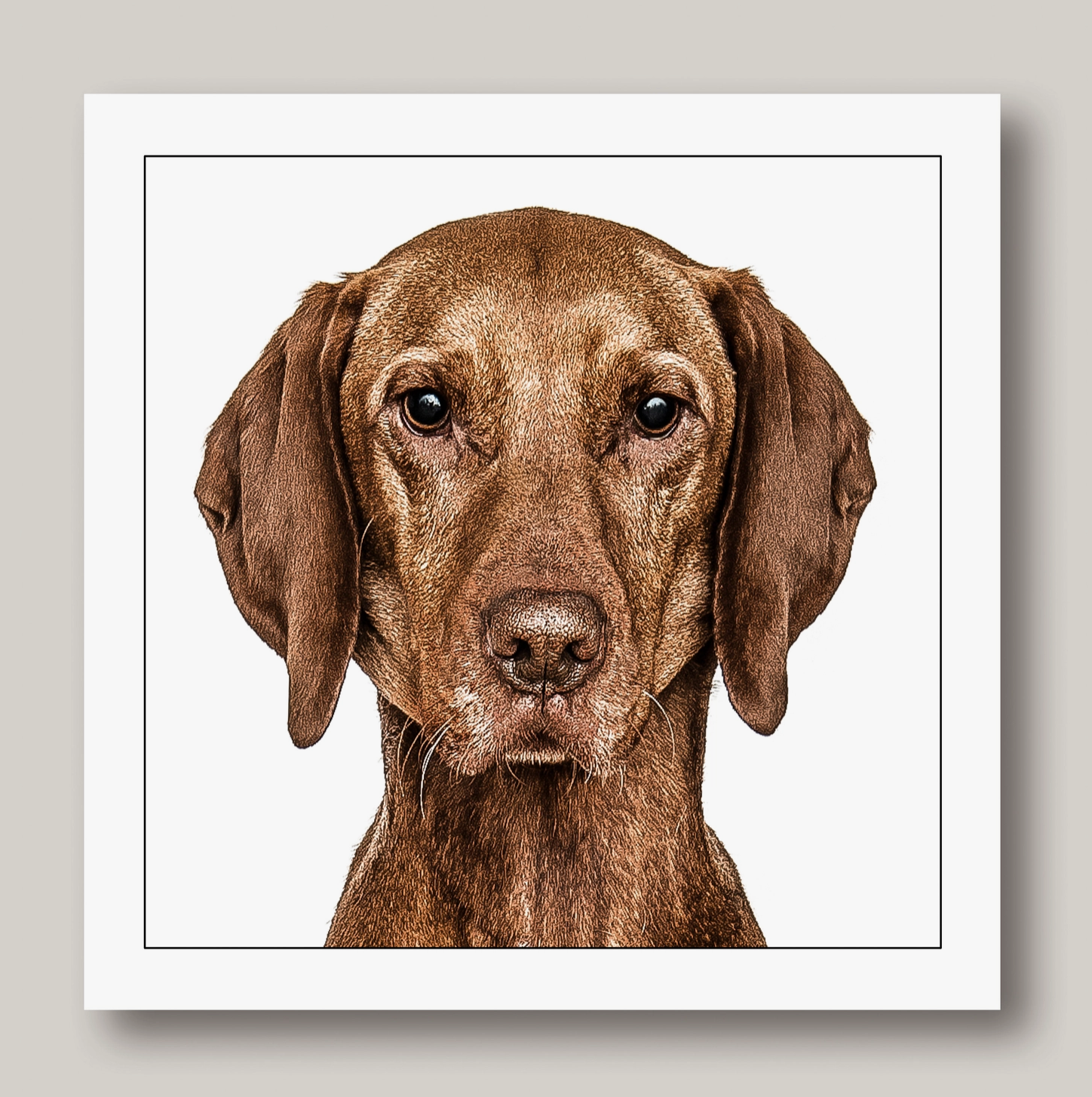 Vizsla Dog Card