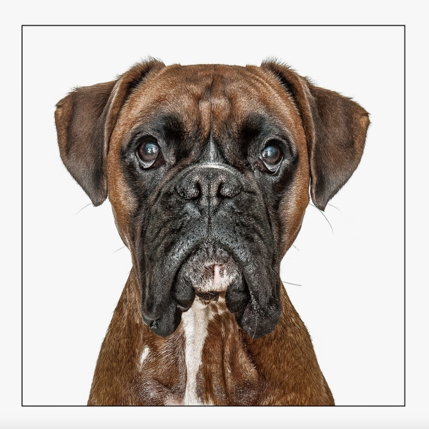 Boxer Dog Card