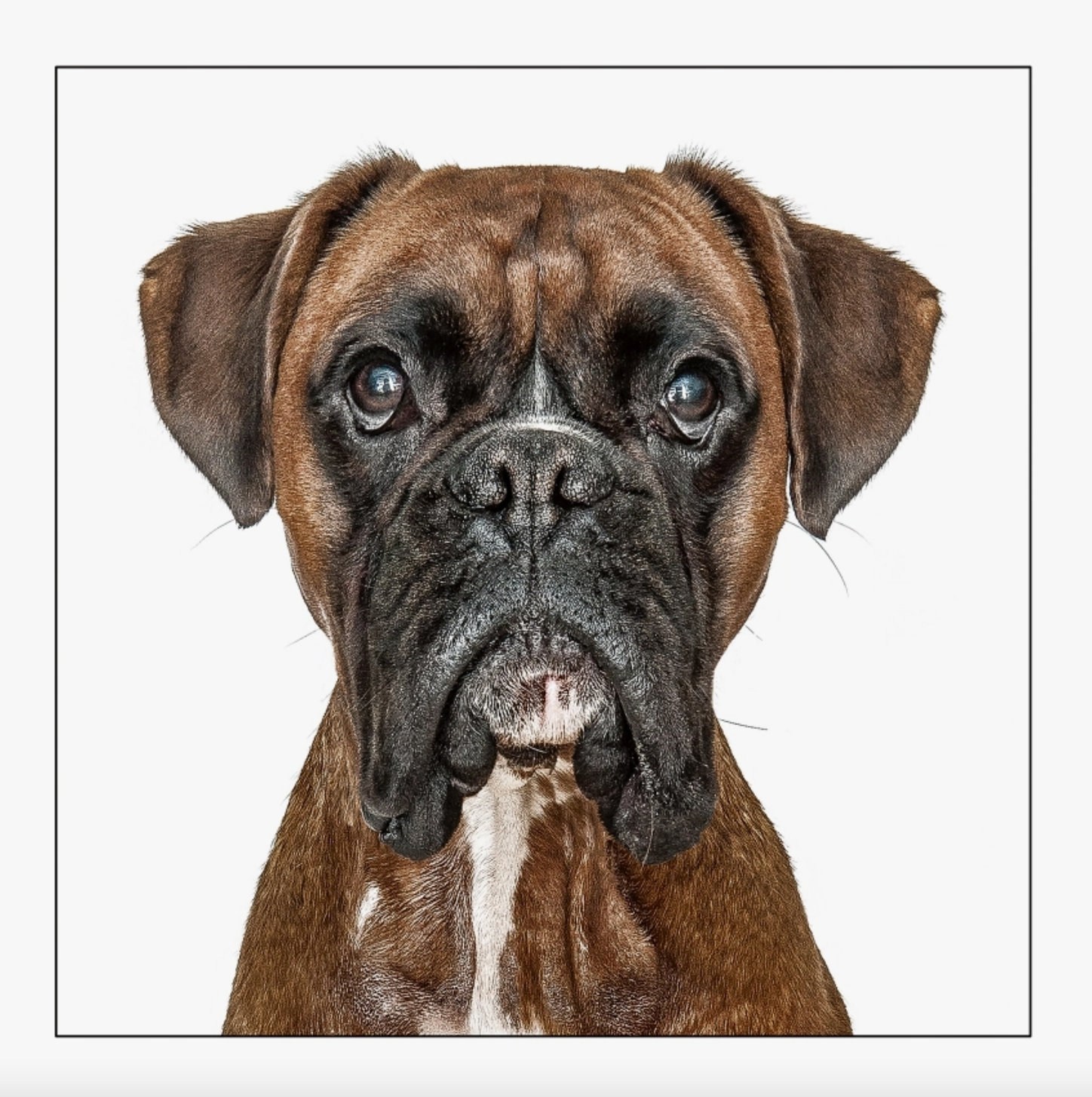 Boxer Dog Card