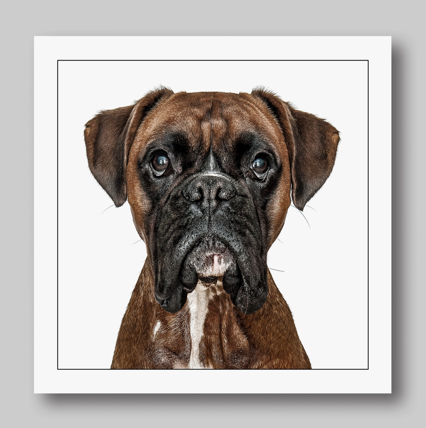 Boxer Dog Card