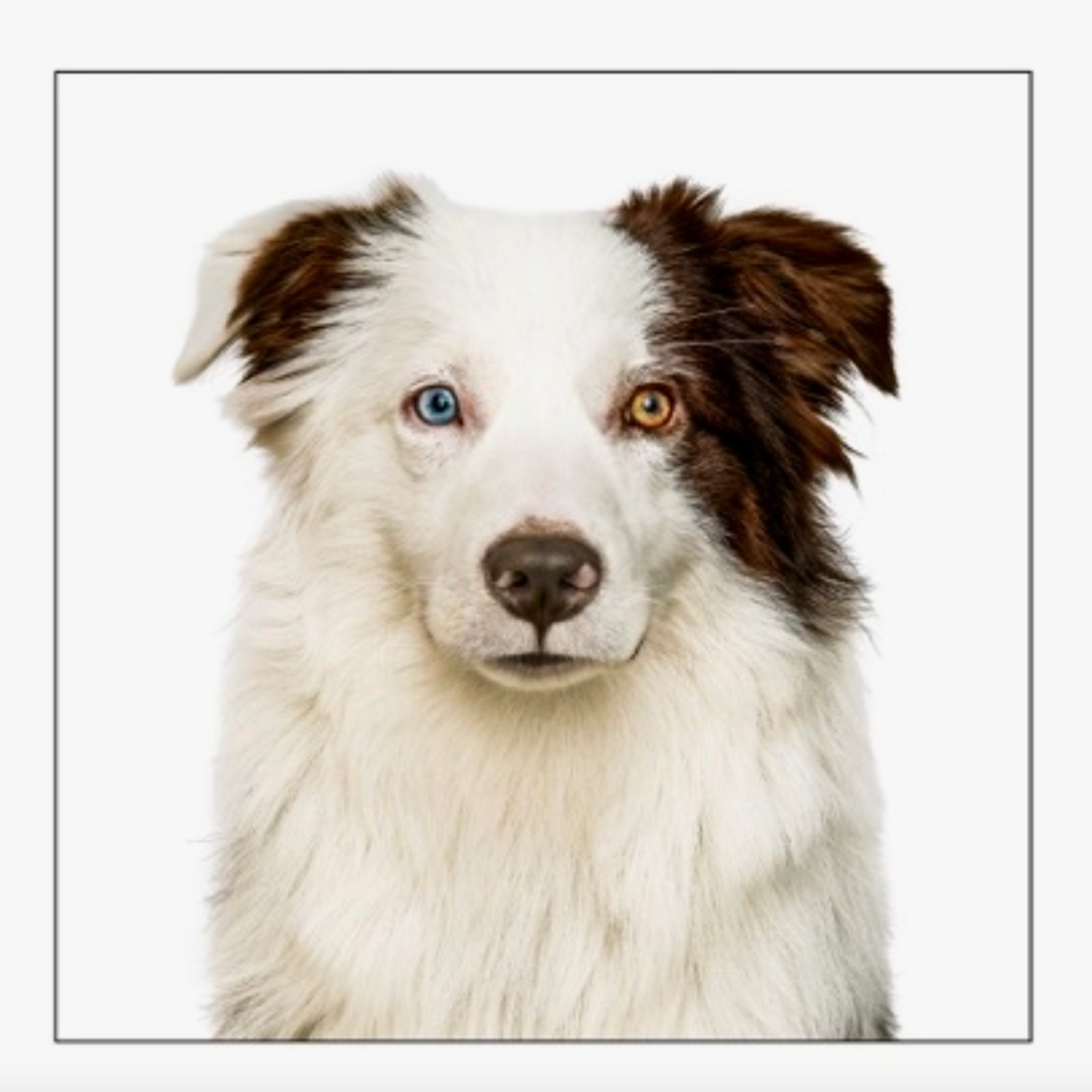 Miniature Australian Shepherd Dog Card