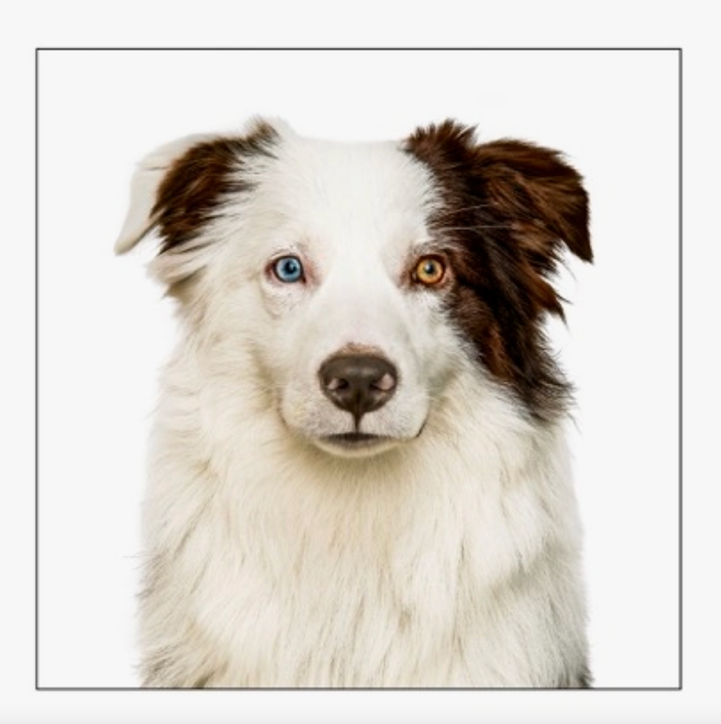 Miniature Australian Shepherd Dog Card