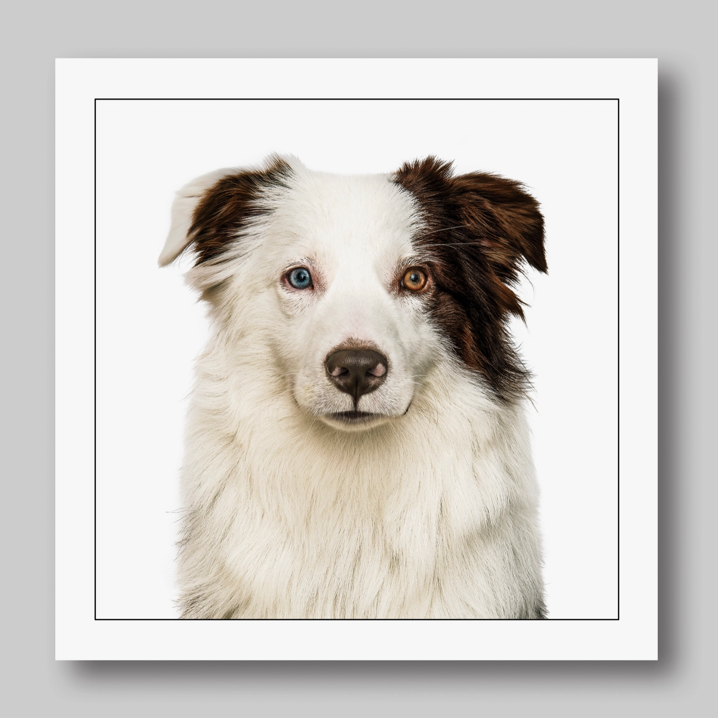 Miniature Australian Shepherd Dog Card
