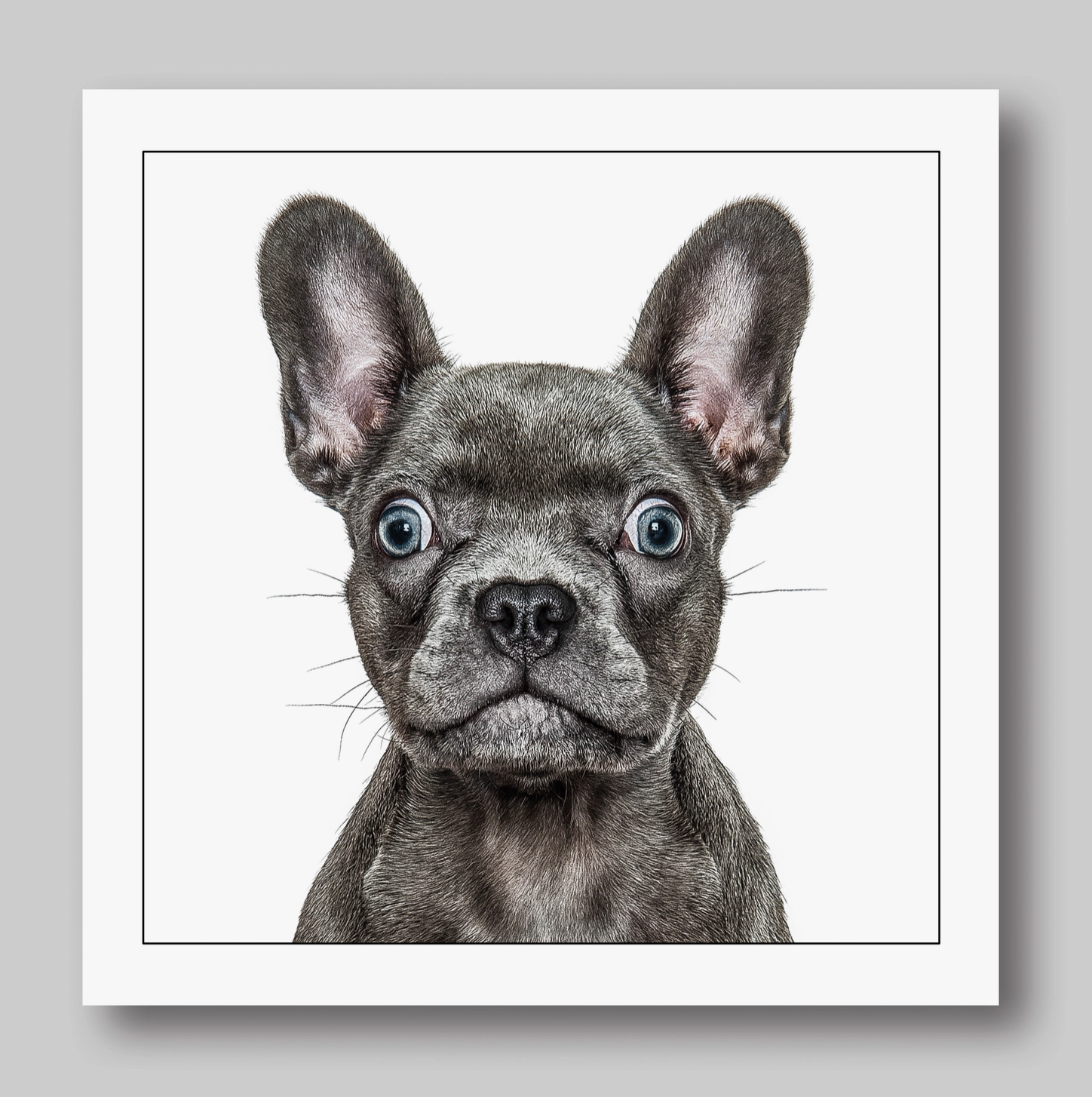 French Bulldog Card