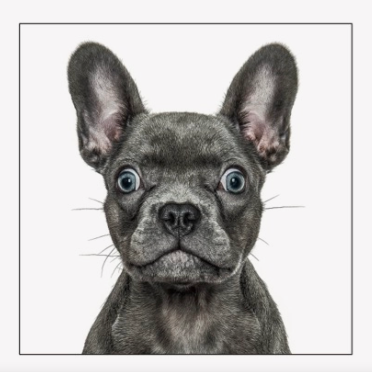 French Bulldog Card