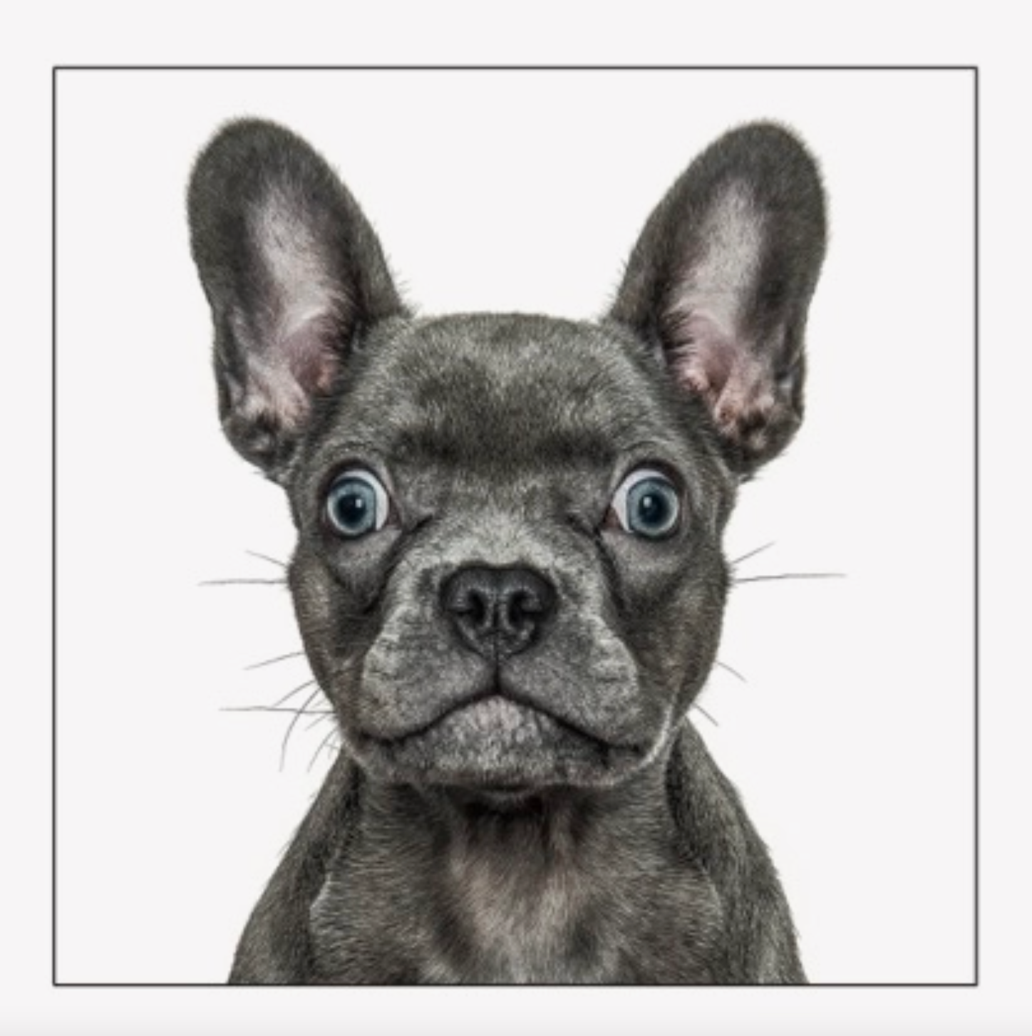 French Bulldog Card