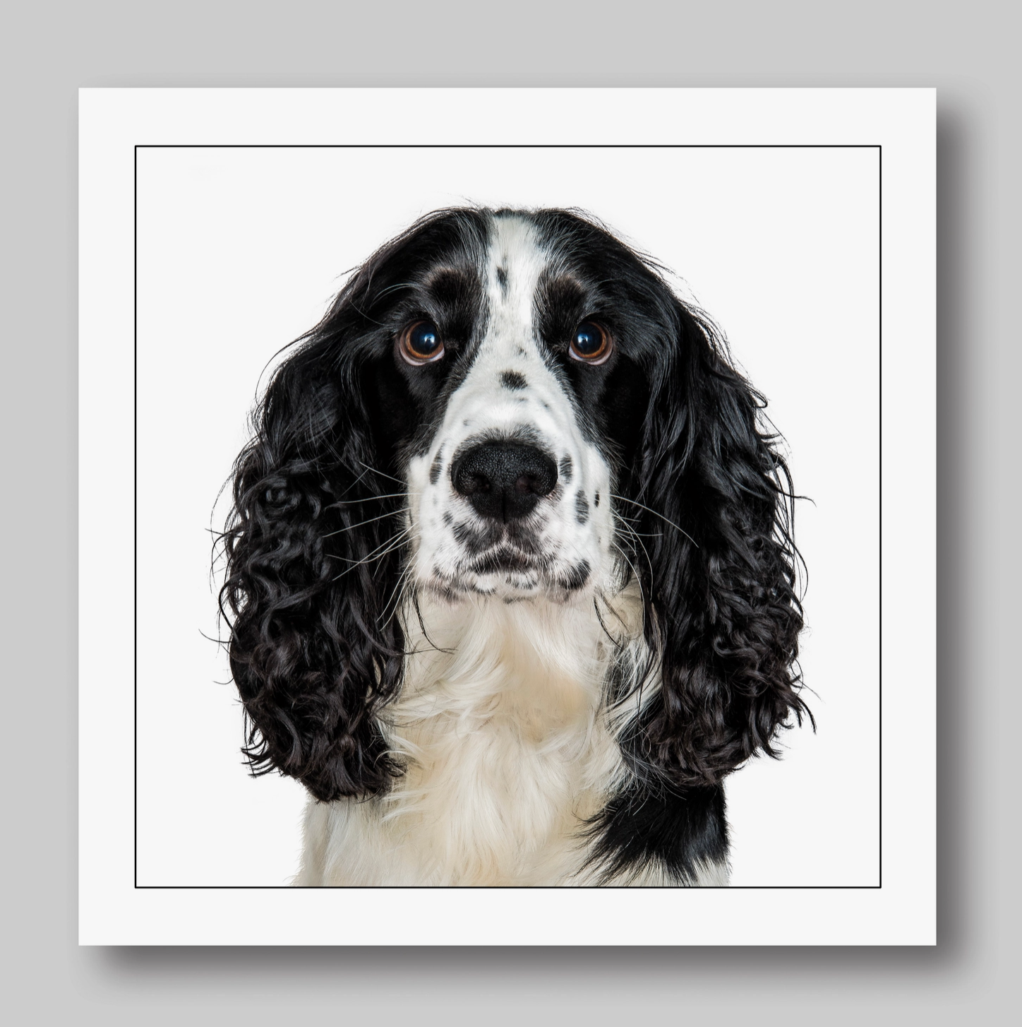 Black Cocker Spaniel Dog Card