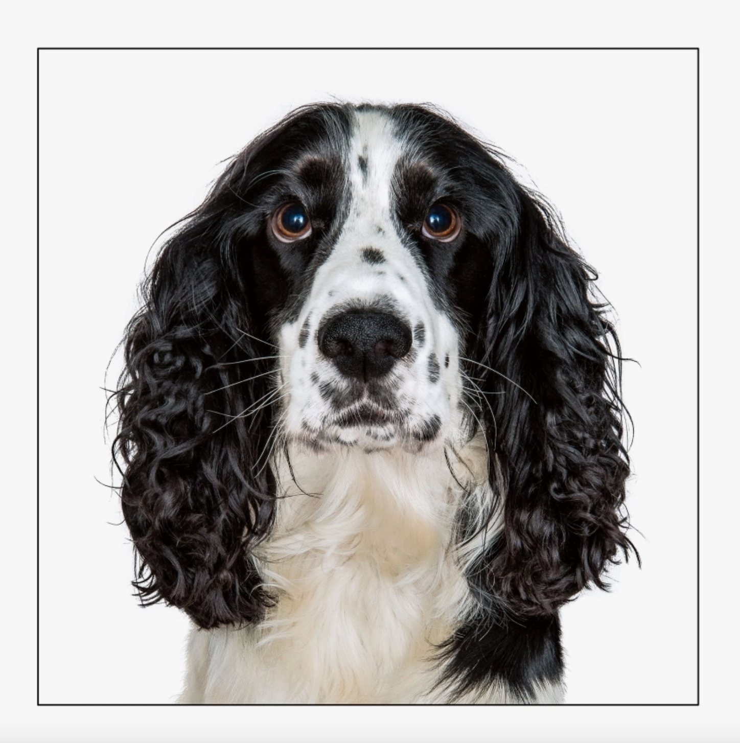 Black Cocker Spaniel Dog Card