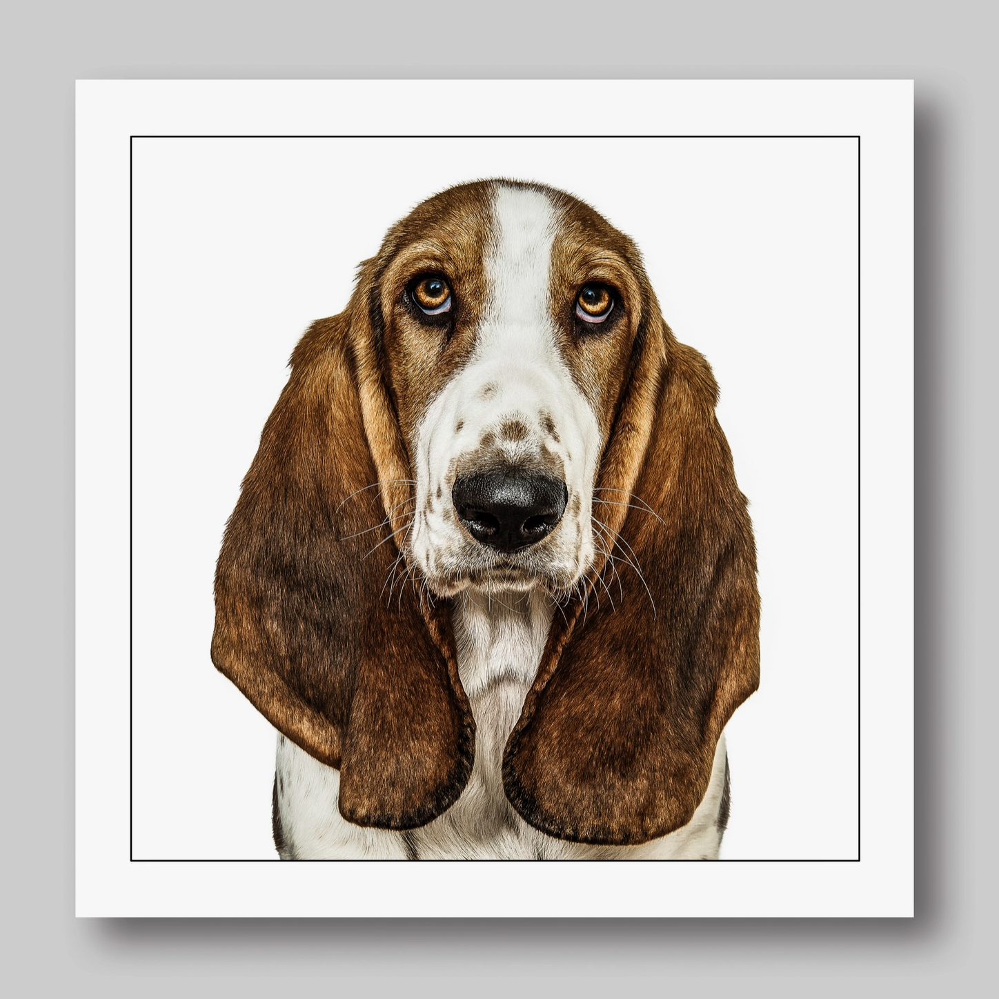 Basset Hound Dog Card