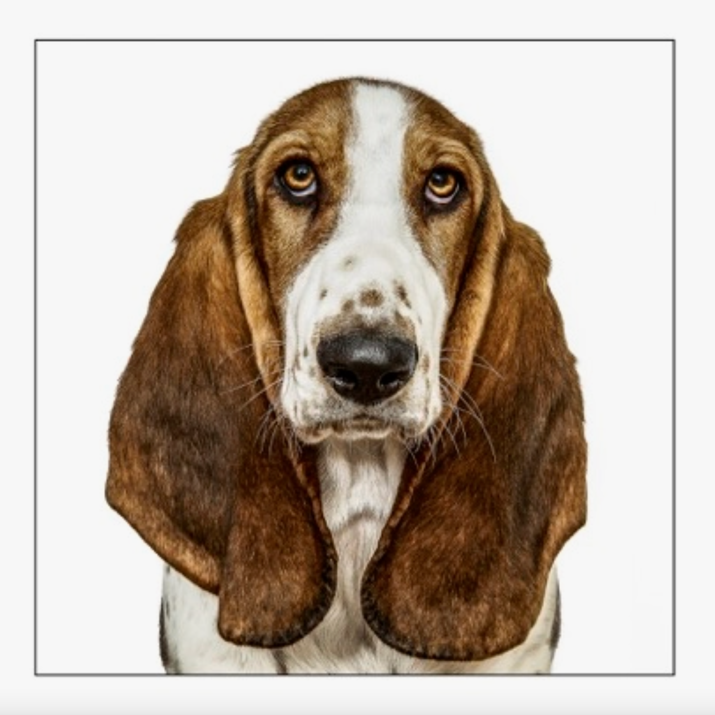Basset Hound Dog Card