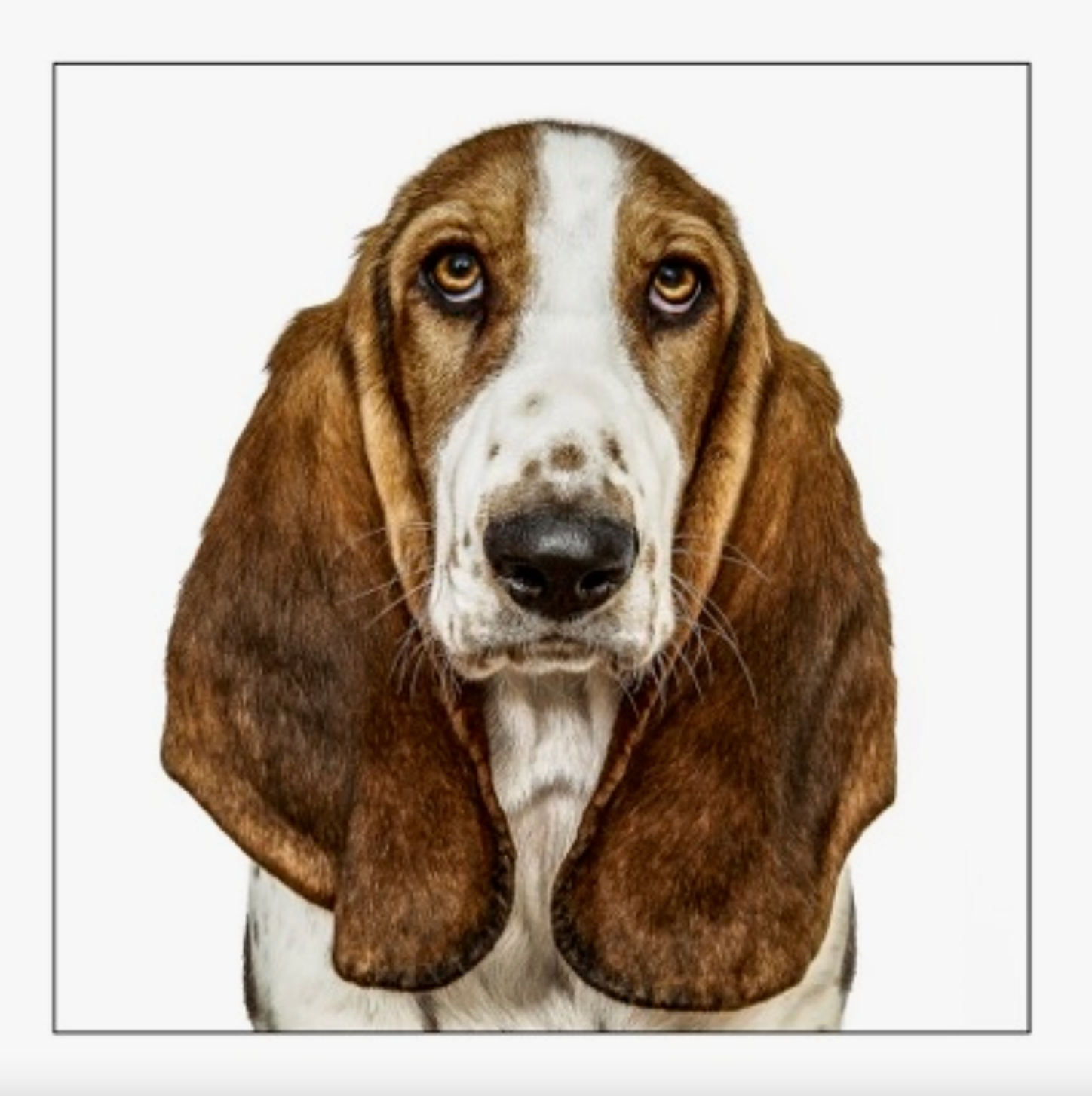 Basset Hound Dog Card