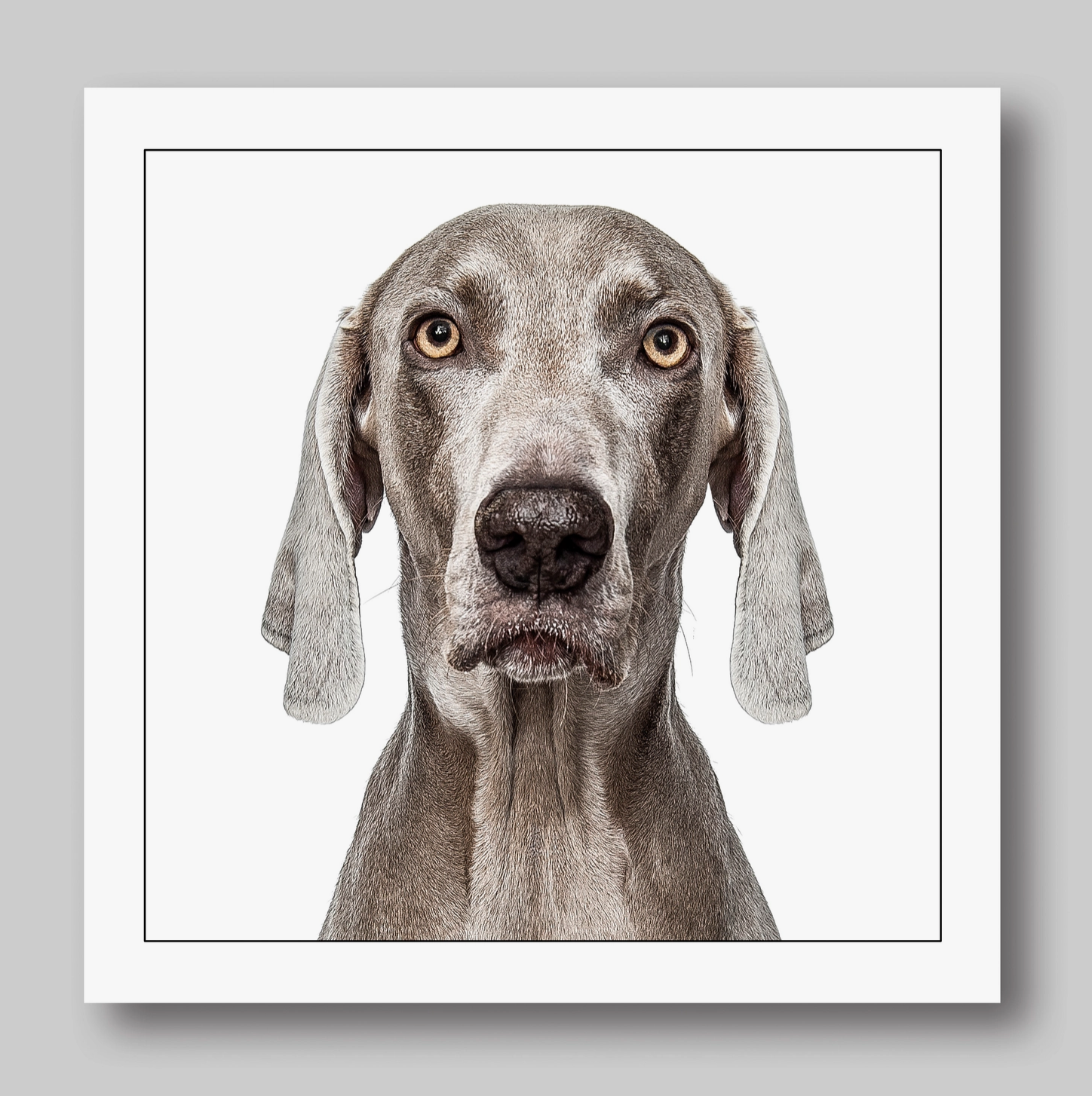 Weimaraner Dog Card