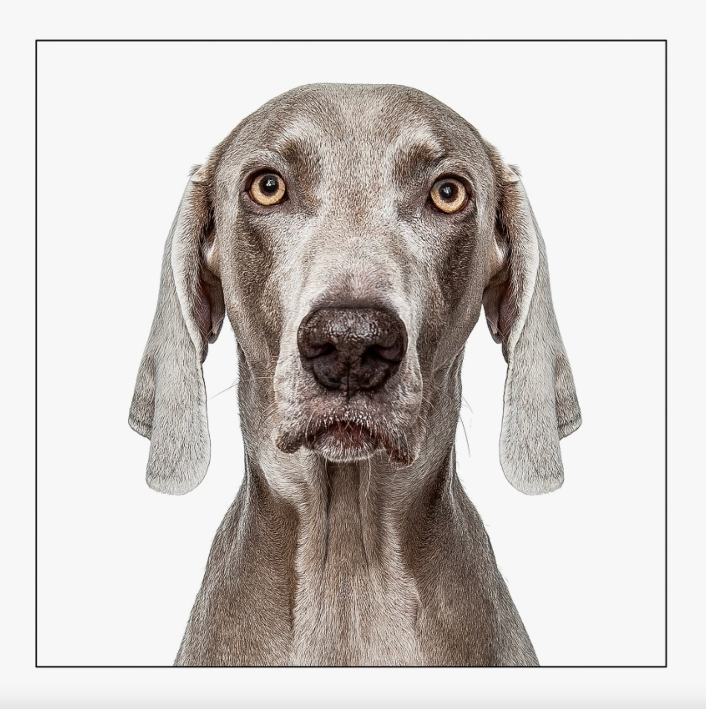 Weimaraner Dog Card