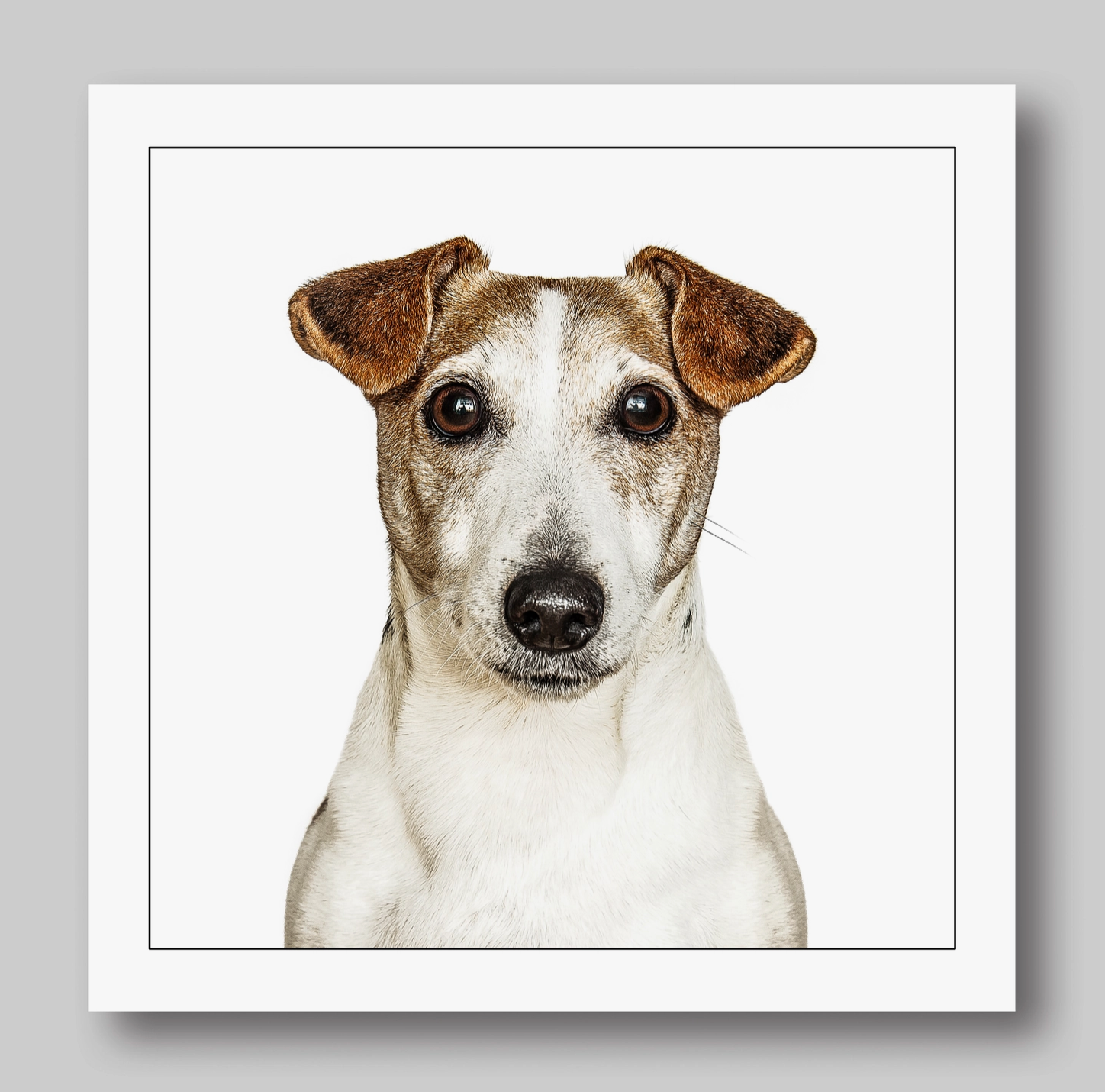 Jack Russel Terrier Card