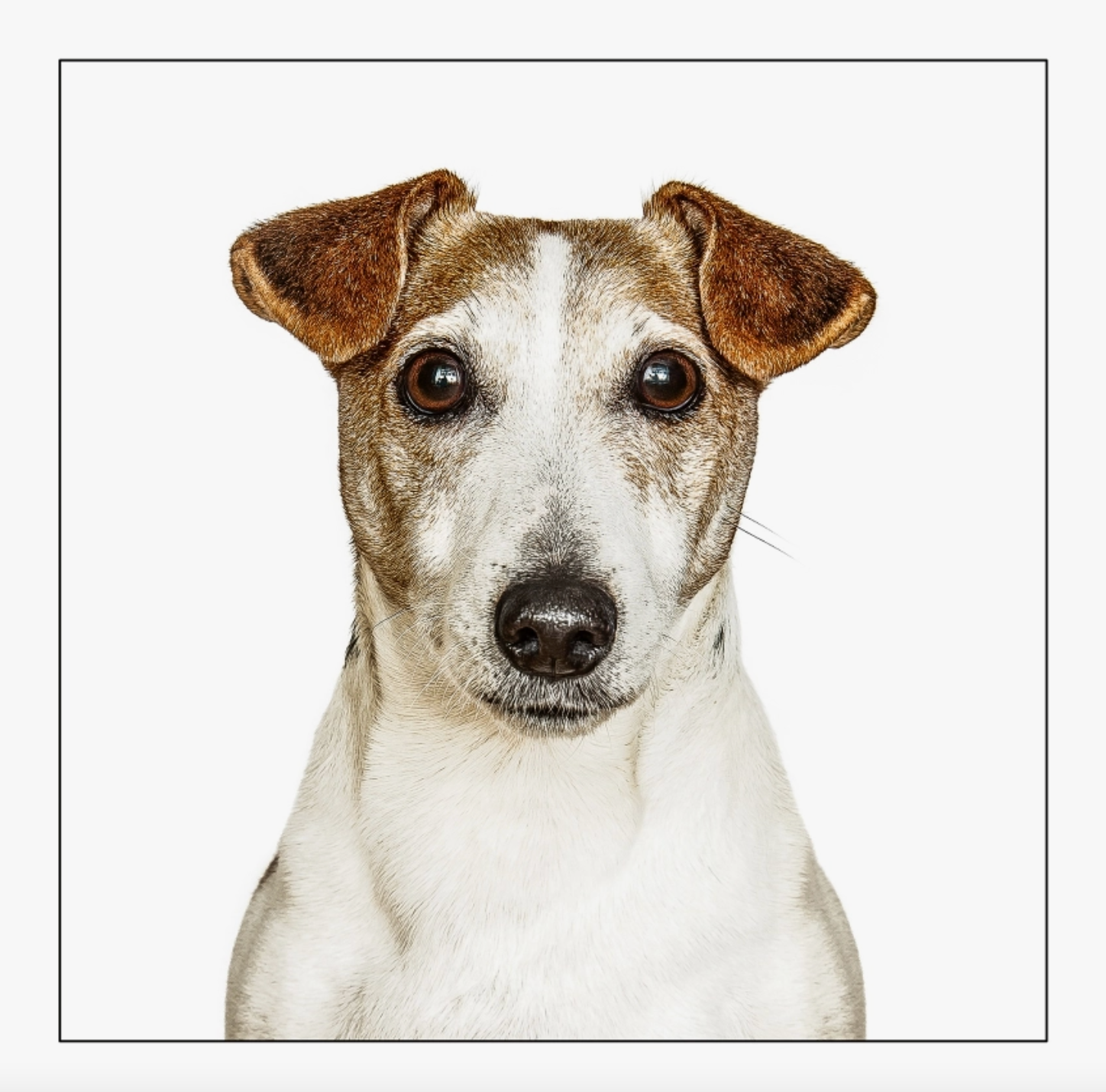 Jack Russel Terrier Card