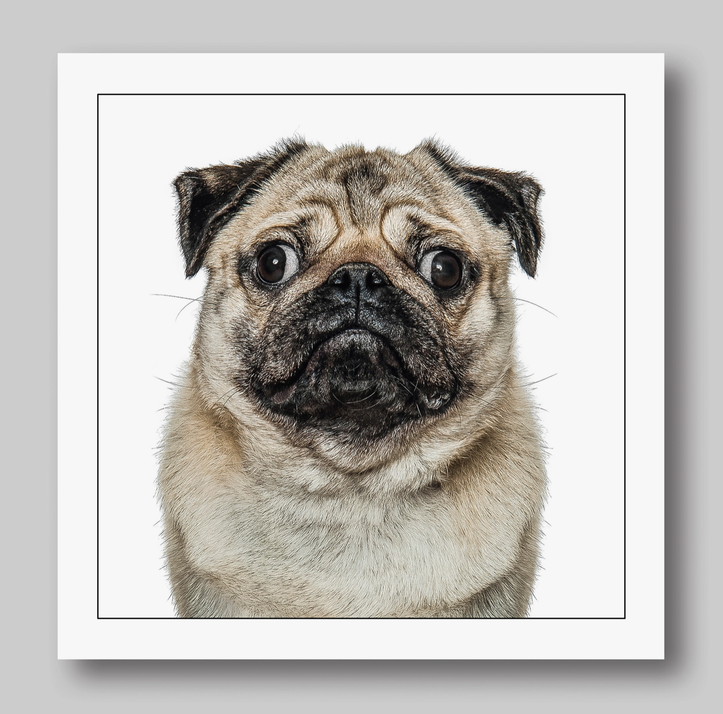 Pug Dog Card