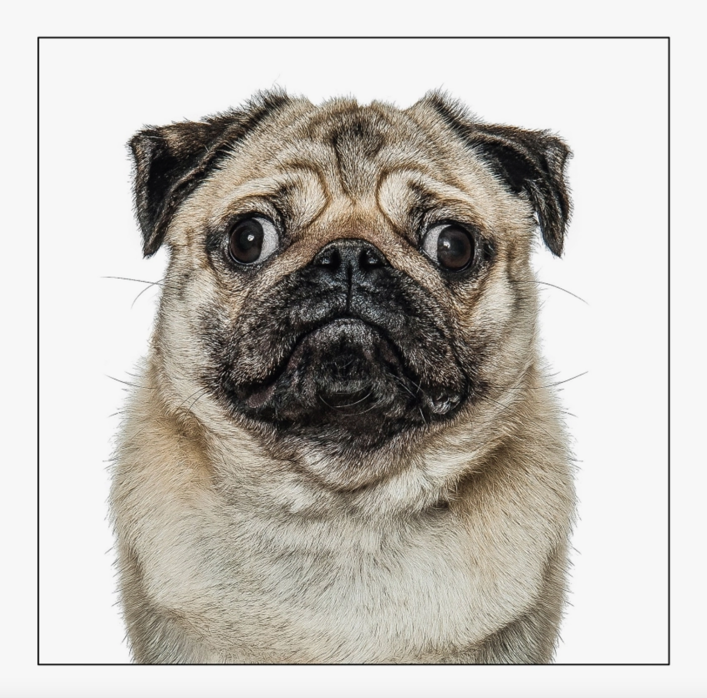 Pug Dog Card