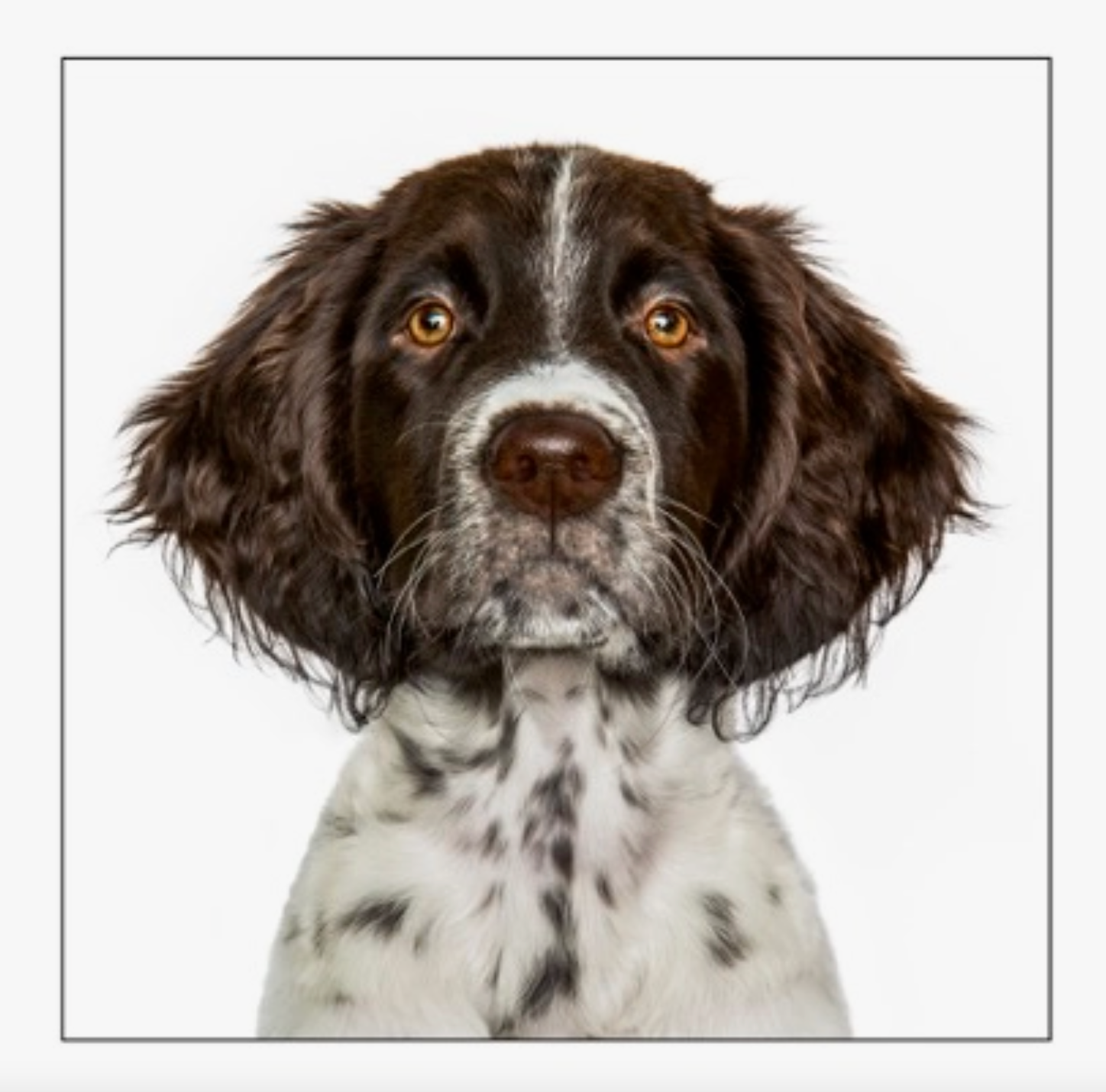 Pointer Dog Card