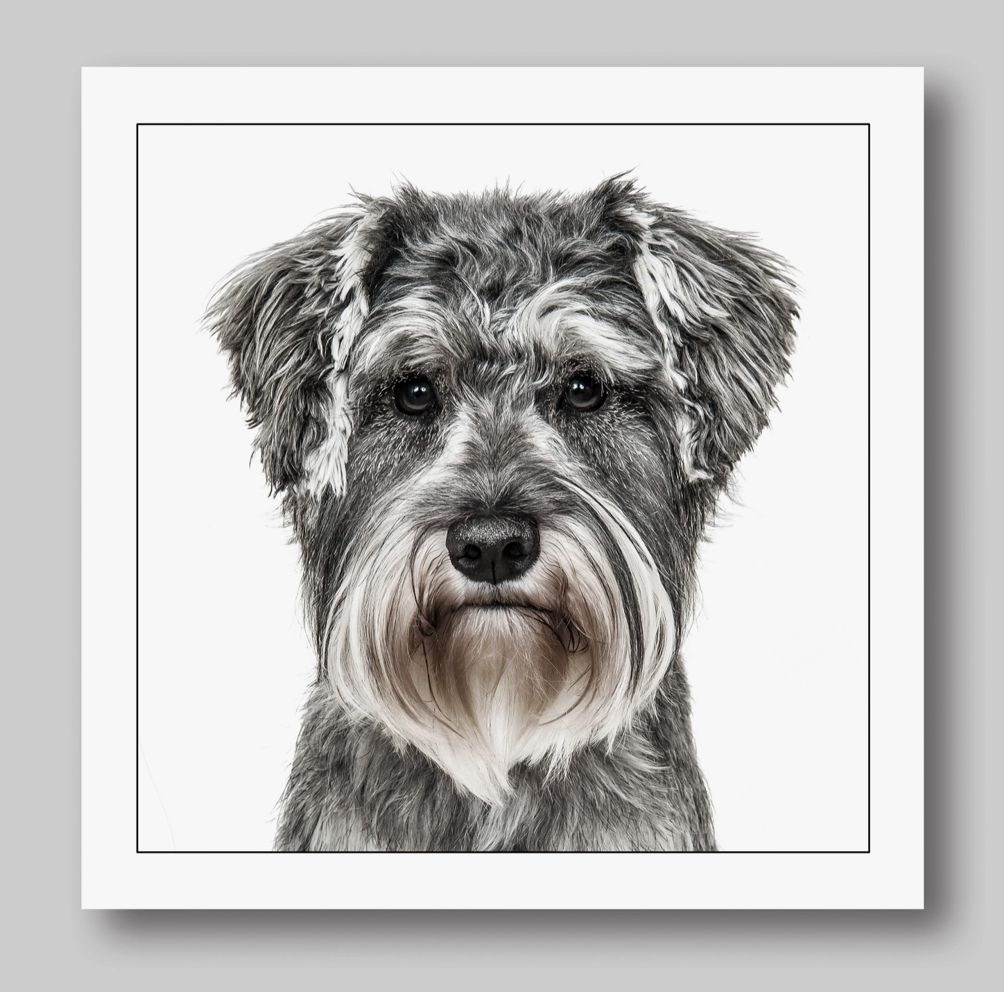 Pointer Dog Card