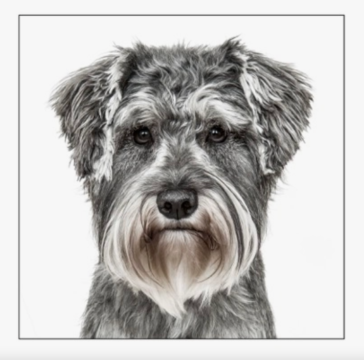 Schnauzer Dog Card