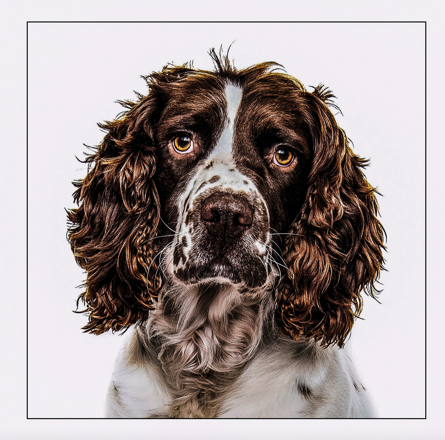Cocker Spaniel Dog Card