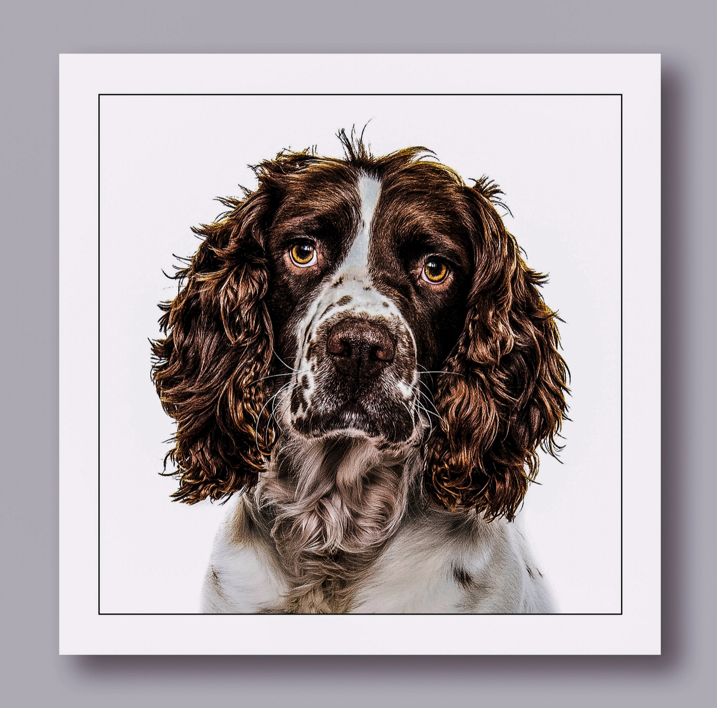 Cocker Spaniel Dog Card