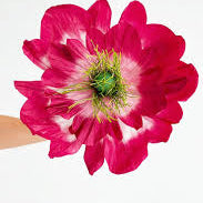 Poppy Paper Flower - Claret/Pink