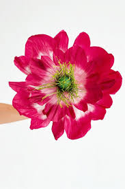 Poppy Paper Flower - Claret/Pink