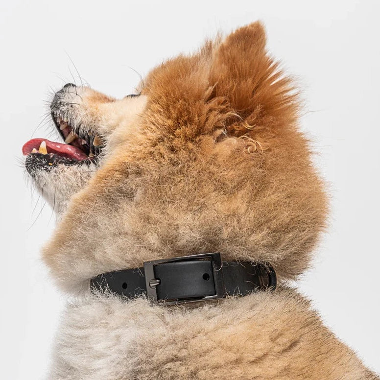 DOG COLLAR | M | BLACK